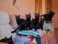 Mousse, Toffee, Trufa, Nati und weitere Kitten
